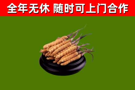 盐城市回收散虫草