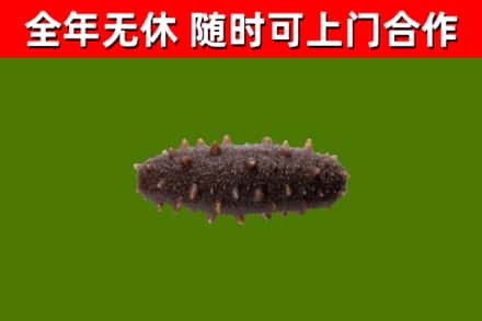盐城市回收海参干